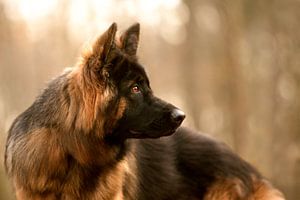 Deutscher Schäferhund
