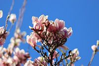 Roze magnolia volop in bloei