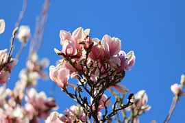 Pink magnolia in full bloom by Audrey Nijhof