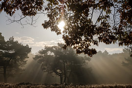 opkomende zon in bos van Frits Hogewoning