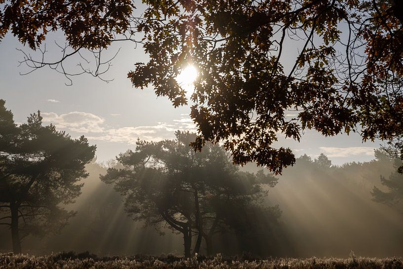 opkomende zon in bos van Frits Hogewoning