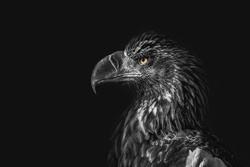 Portrait d'un aigle sur fond noir regardant vers la droite par Steven Dijkshoorn