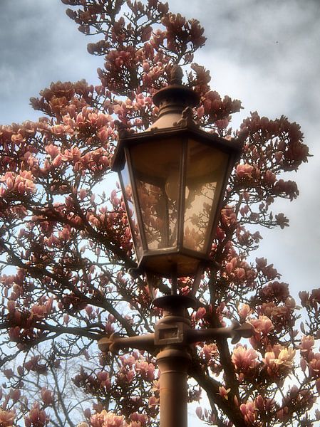 Lanterne Magnolia par Edgar Schermaul