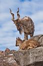 Bergziege mit großen Hörnern steht auf einem Felsen, zu ihren Füßen ist ein junges Ziegenweibchen, b von Michael Semenov Miniaturansicht