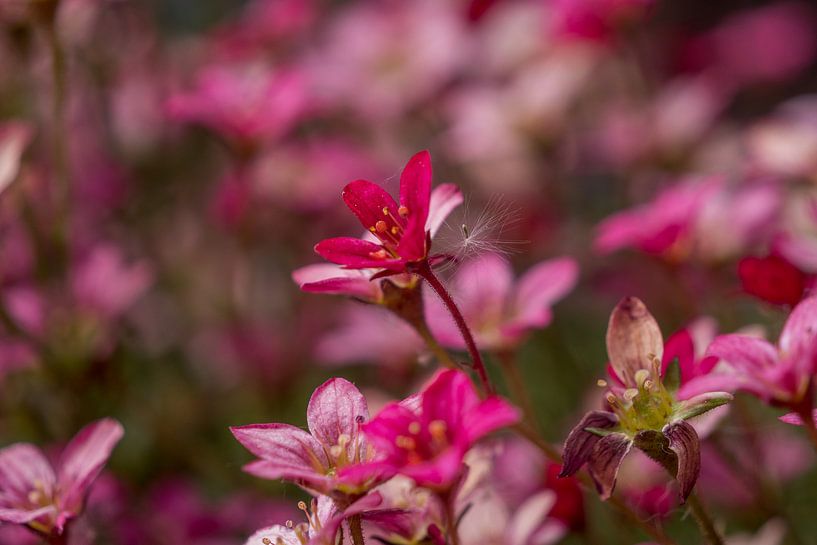 Fleurir par Maico.O