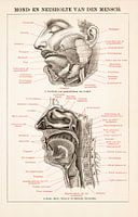Anatomie. Mund- und Nasenhöhle des Menschen.