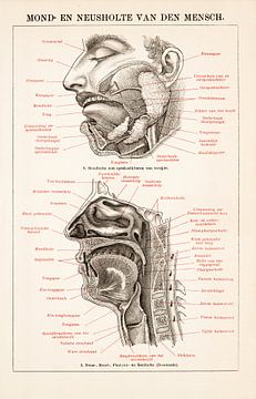 Anatomie. Mund- und Nasenhöhle des Menschen. von Studio Wunderkammer