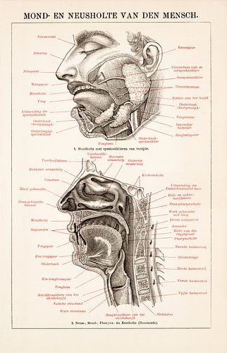Anatomie. Mond- en neusholte van de mens.