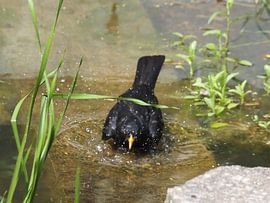 Amsel nimmt ein Bad