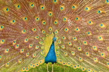 Un paon bleu et vert étalant ses plumes