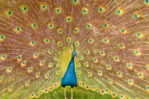 Un paon bleu et vert étalant ses plumes