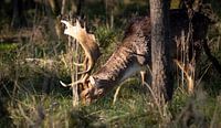 Deer in the wild