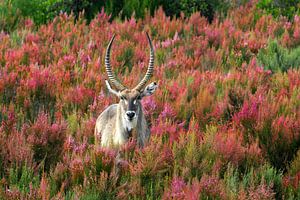Portret of a Mountain reedbuck
