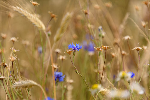 Bleuets dans un champ cultivé