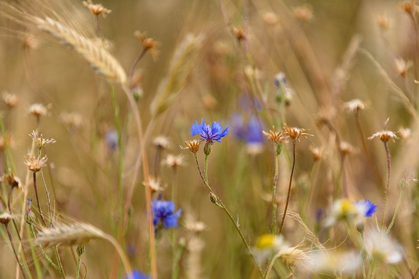 Korenbloemen in het akkerveld van Pura Vida Fotografie