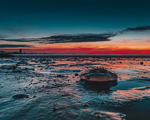 The Luminous jellyfish.