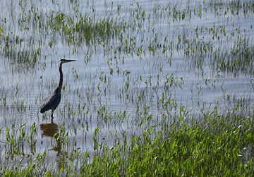 Een grote reiger aan de rivier van Claude Laprise