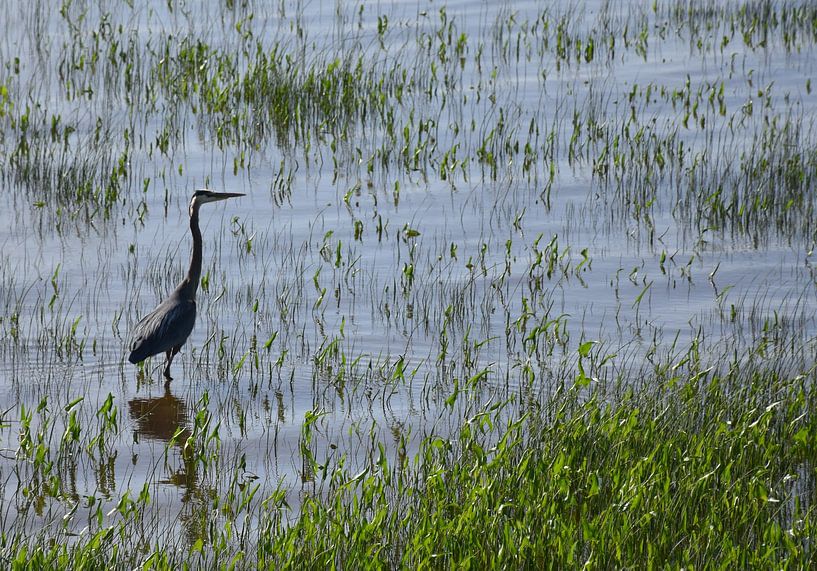 A great heron by the river by Claude Laprise