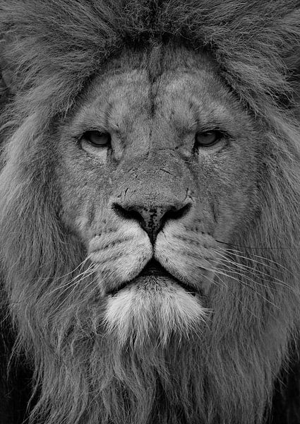 Leo by Frank Smedts