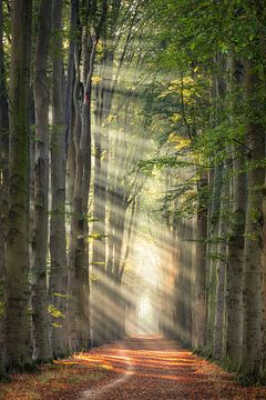 Rayons de soleil dans la forêt sur Edwin Mooijaart
