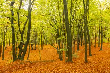 Herbsttag in einem Buchenwald mit braunen Blättern auf den Hügeln