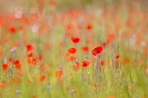 Des coquelicots dans un champ de céréales
