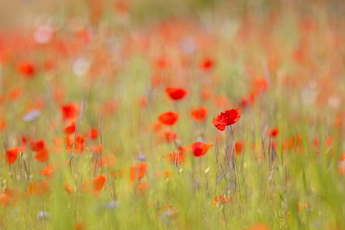 Poppies in a cornfield