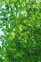 De groene long