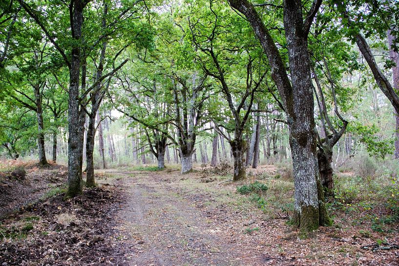 Chemin forestier à travers la forêt de chênes (Quercus robur) par whmpictures .com