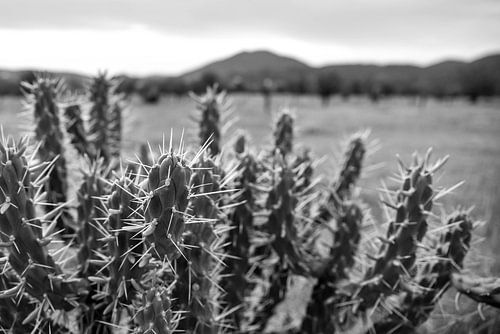 Cactus | Ibiza | zwart-wit | Reisfotografie