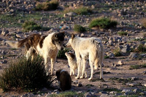 a family of stray dogs who find support from each other