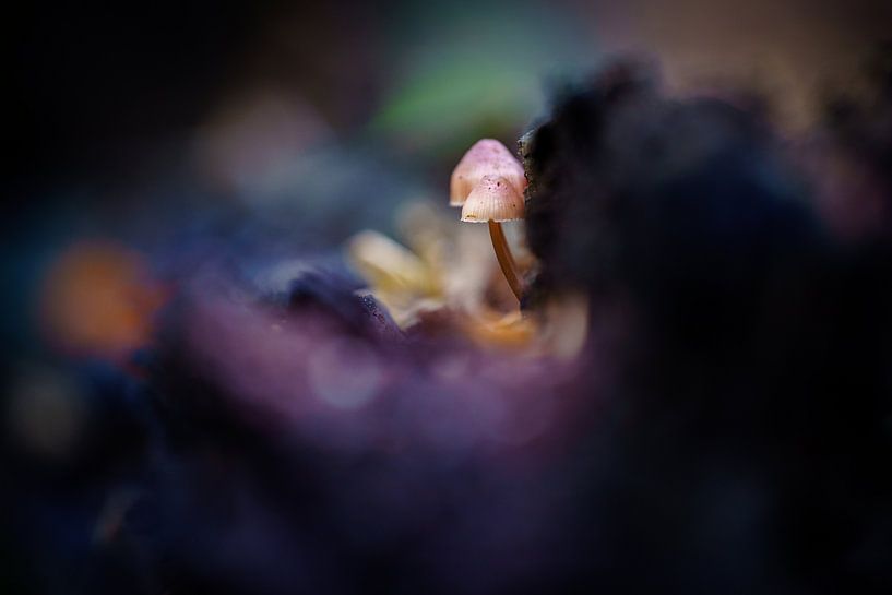 Macrofoto van kleine paddenstoelen in het donker van Bart Ros