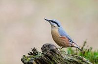 Nuthatch
