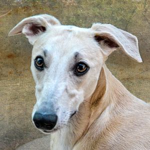 Whippet - Windhund