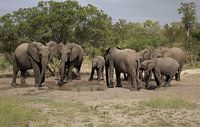 Les éléphants au point d'eau