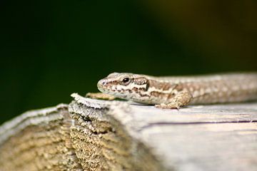 Lézard sur une souche d'arbre sur Roy Zonnenberg