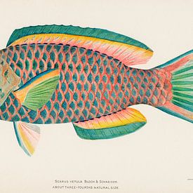 Zeldzame Antieke Tropische Vissen Koningin Papegaai, Henry Baldwin