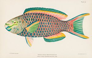 Rare Poisson Tropical Reine Perroquet, Henry Baldwin sur Fish and Wildlife