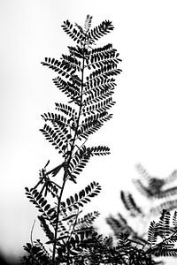 Les contours d'une branche de robinier