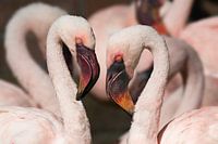 Little flamingo's