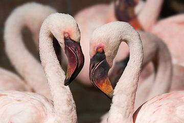 Kleine flamingo's van Anja Wessels Fotografie