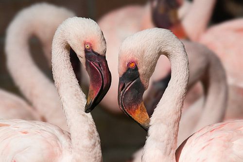 Kleine flamingo's