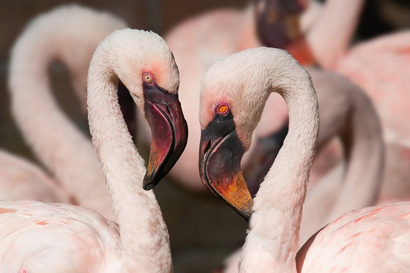 Little flamingo&#039;s by Anja Wessels Fotografie