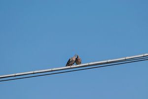 Love Birds, 2 verliebte Kuscheltauben auf einem elektrischen Draht