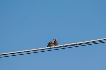 Love Birds, 2 knuffelende, verliefde duiven op een electriciteitskabel