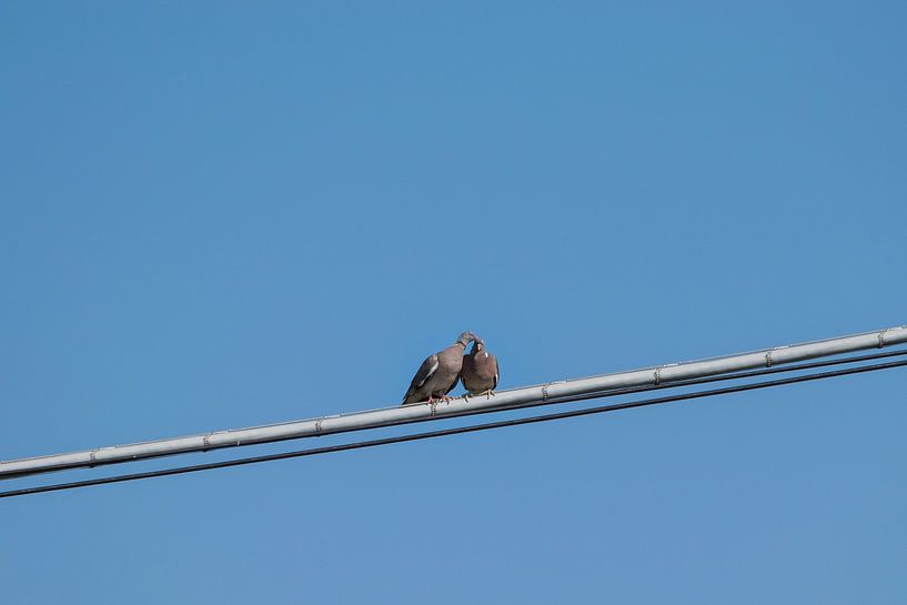 Love Birds, 2 cuddly doves in love on an electric cable by Patrick Verhoef