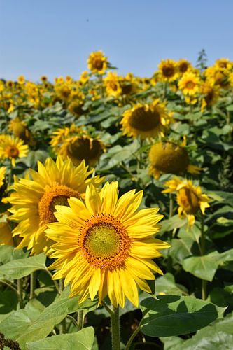 Ein Feld mit Sonnenblumen