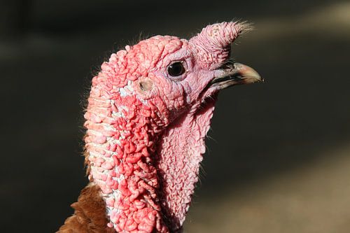 Turkey
