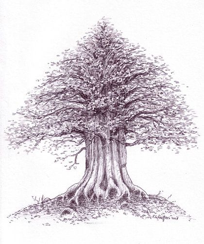 Robur im Frühling