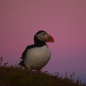 Atlantic Puffin at sunrise by Dieter Meyrl